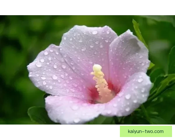 Lautaro Jr. 迎来职业生涯新阶段，表现稳健值得关注